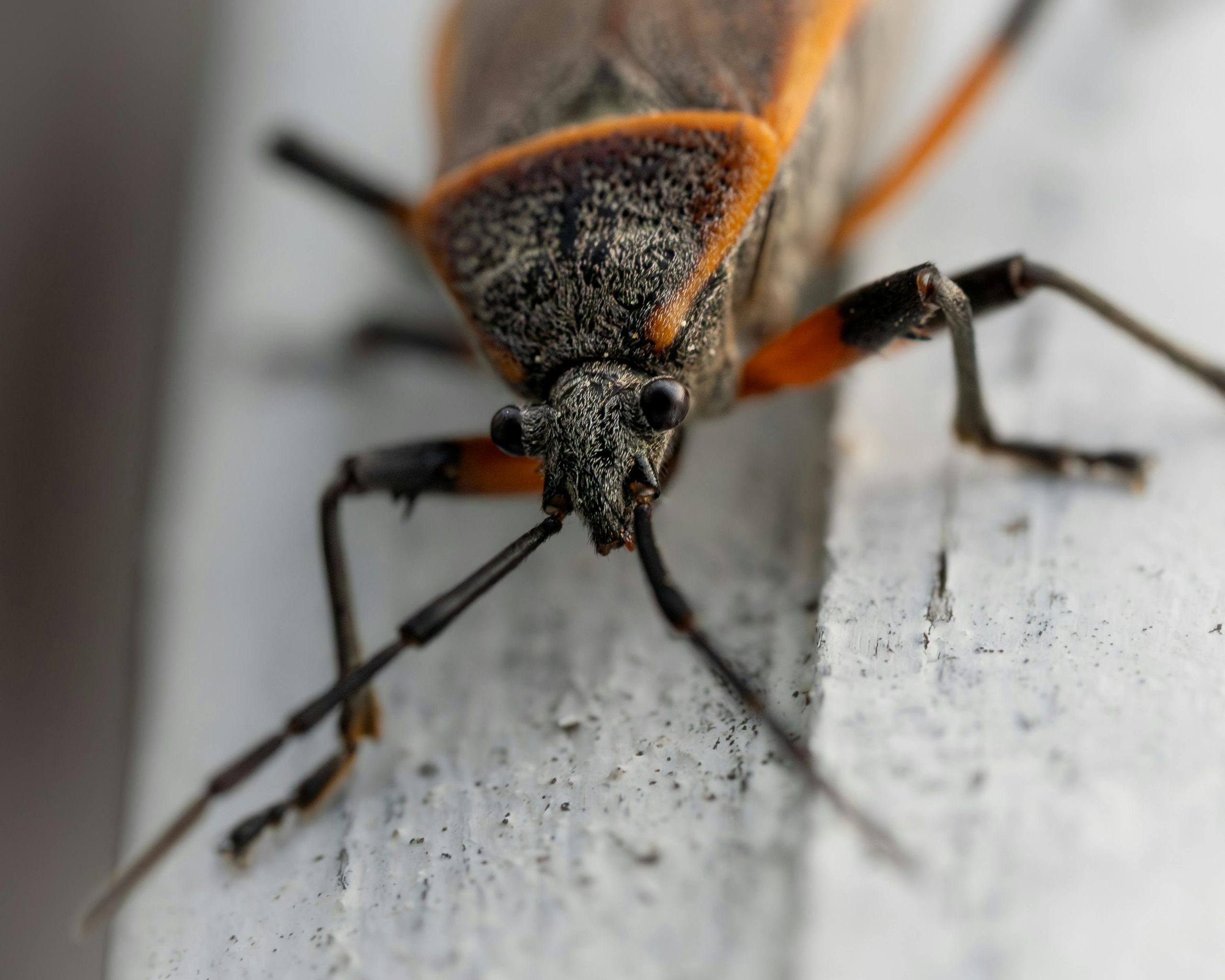 Éliminer les punaises de lit naturellement