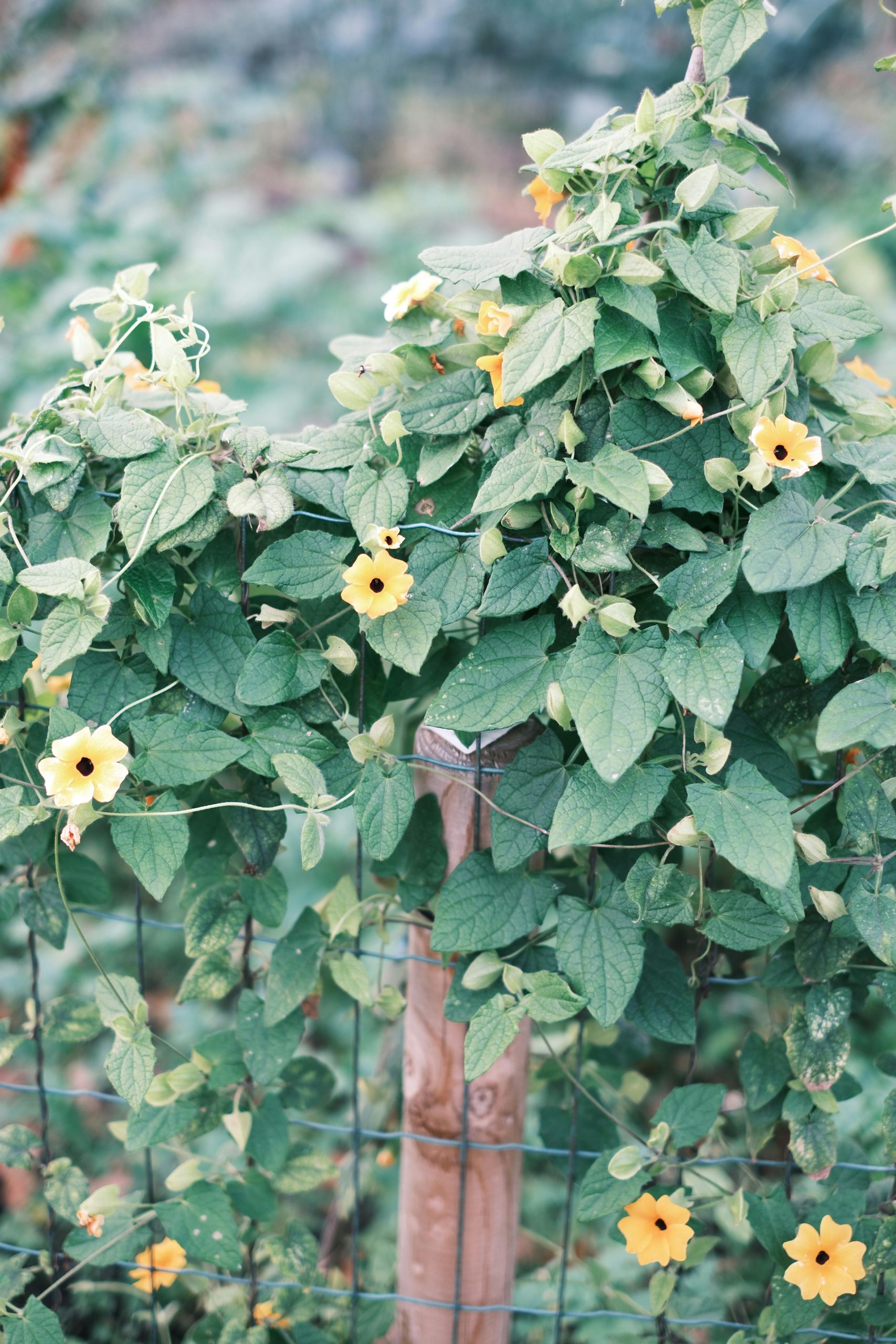Guide pratique pour fabriquer un tuteur pour concombre