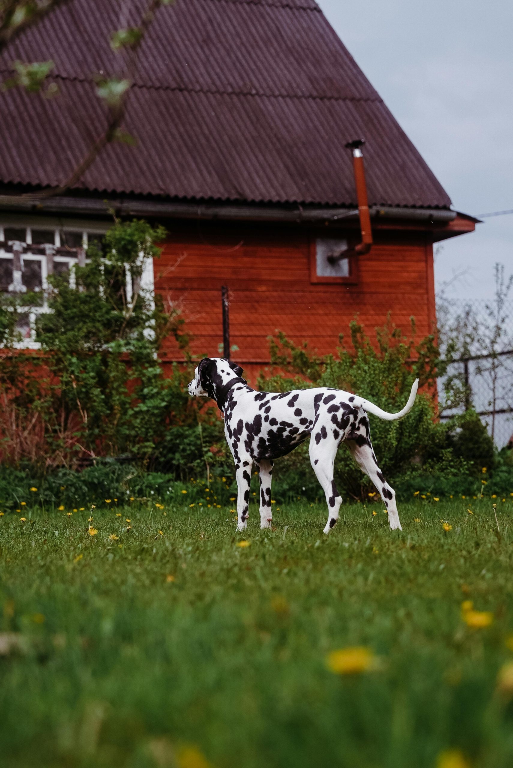 étapes de construction d'une niche pour chien