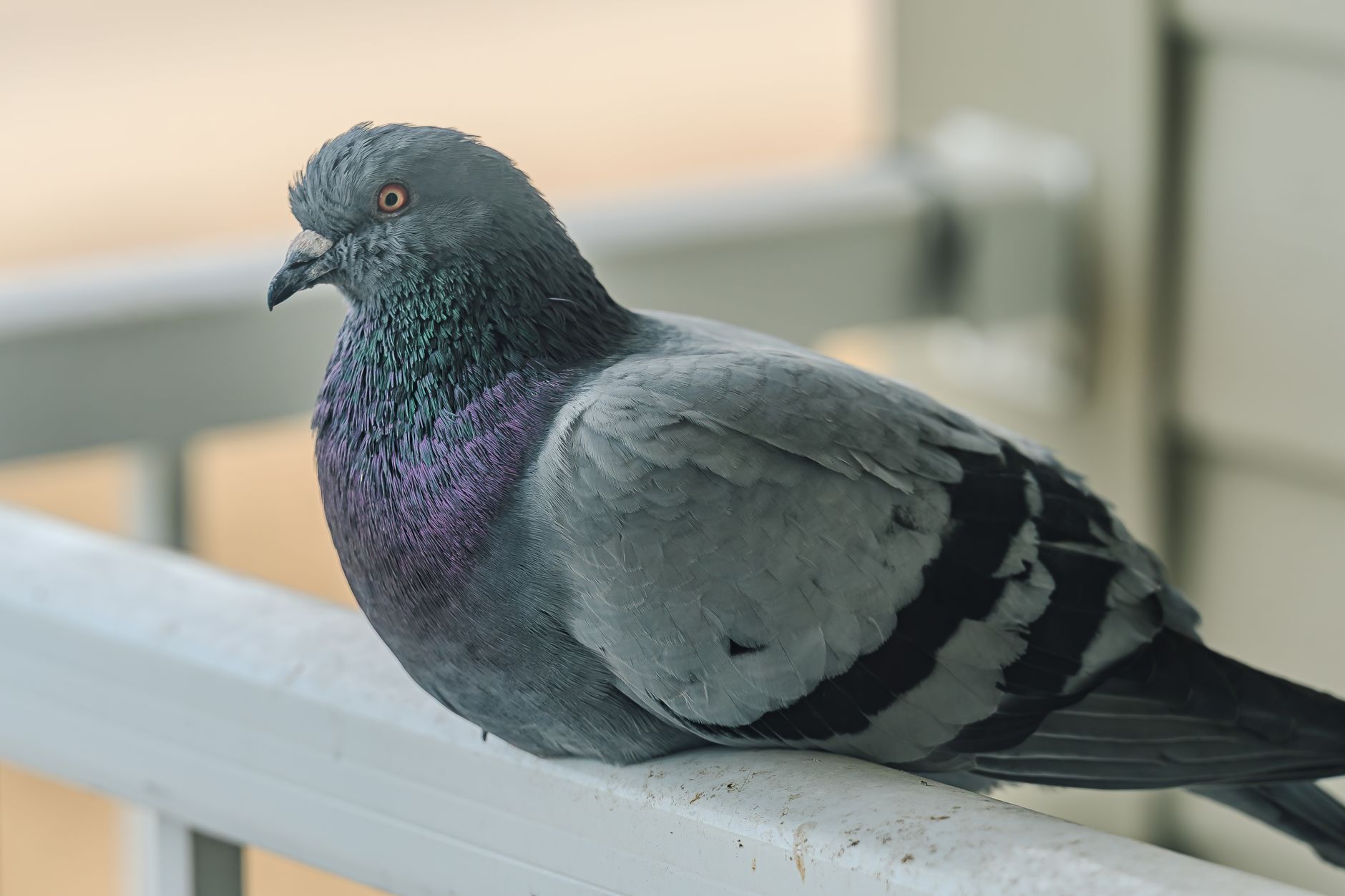 Pigeon en gros plan sur un garde-corps