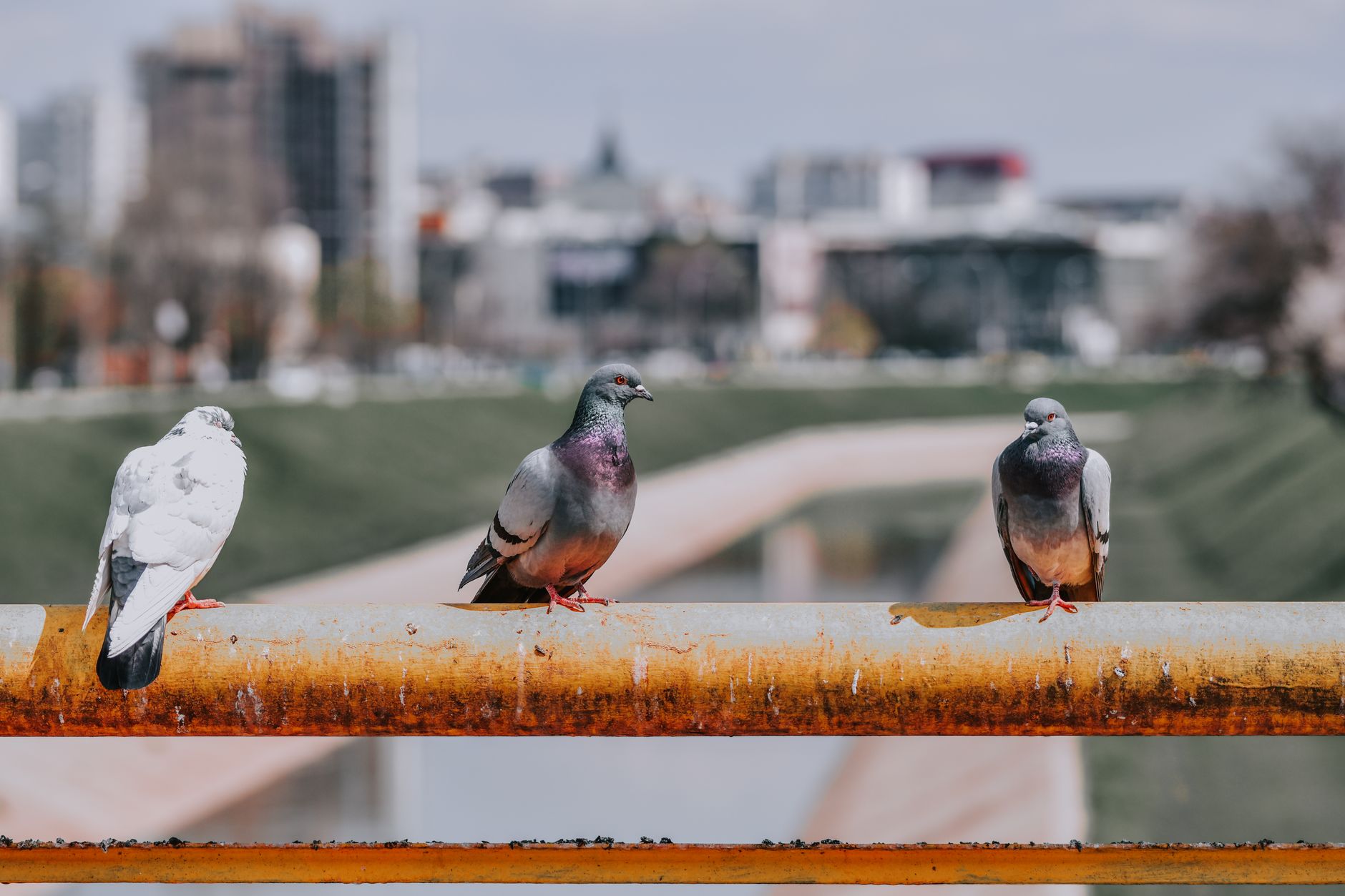 Pigeons perchés sur une balustrade métallique