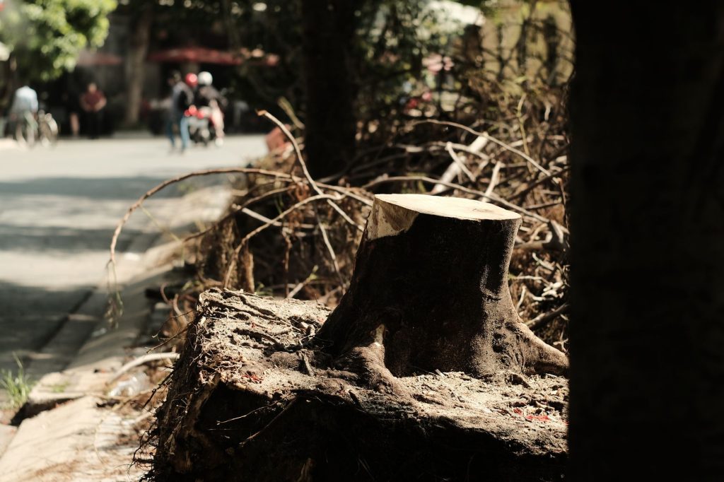 Racines d'arbre coupé exposées au sol