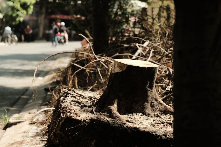 Racines d'arbre coupé exposées au sol